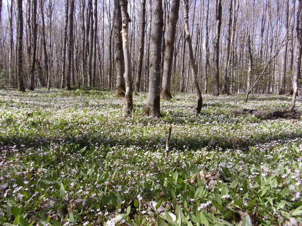 Lakeshore Spring